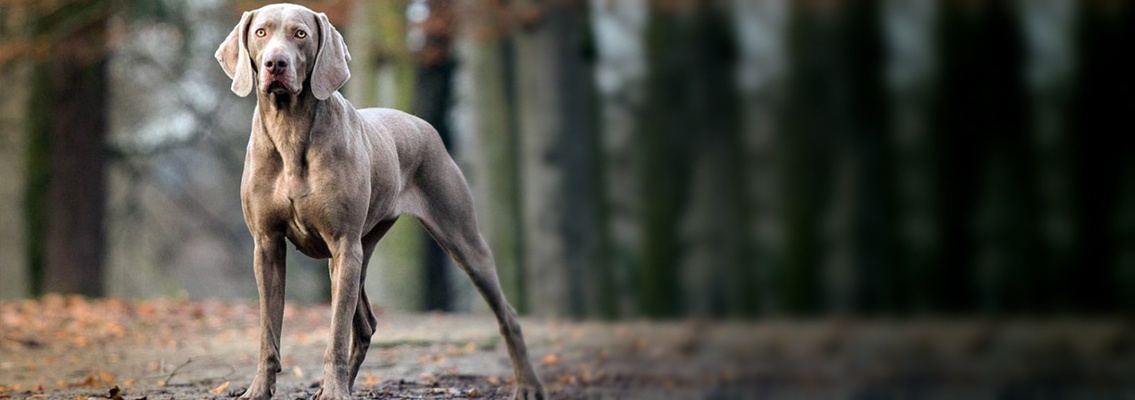 Порода собак веймаранер фото Порода собак веймаранер фото