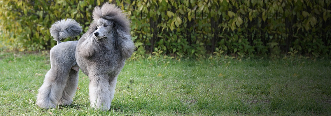 Малый пудель фото Малый пудель фото