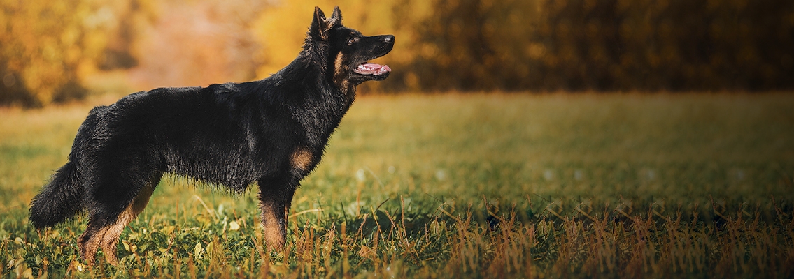 Чешская пастушья - Породы собак - Marchelache