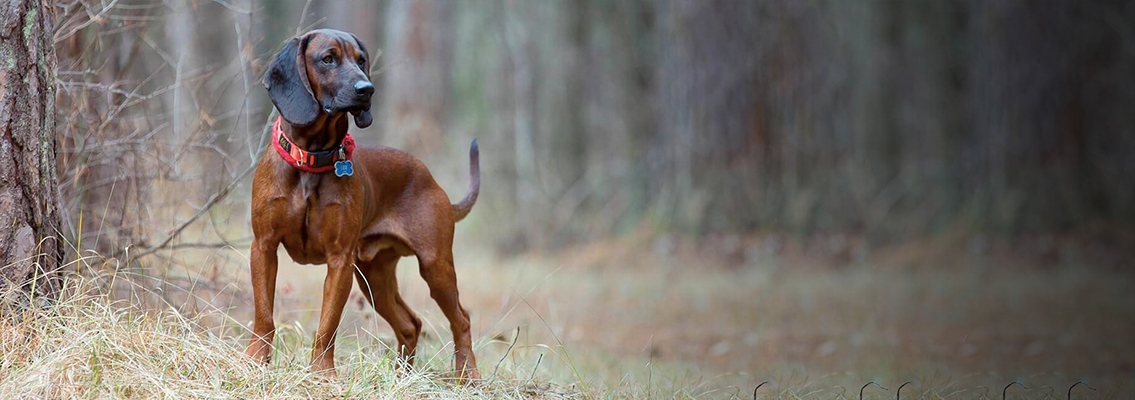 Pin op Pet Photography