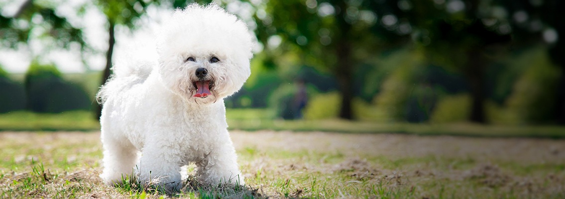 Порода собак Бишон фризе: описание, питание, уход, здоровье, характер, совместим